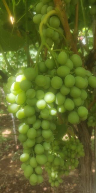 Fresh Grape muscat - Image 1