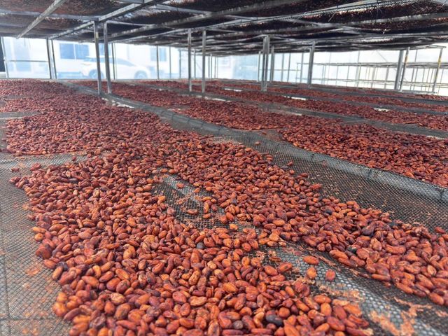 Cocoa Beans - Image 2