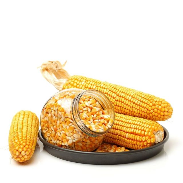 Fresh Harvested White/Yellow Maize With Cleaned Kernel Processing For Overseas Wholesalers And Global Grain - Image 2