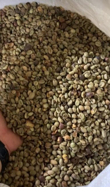 Robusta Coffee - Image 8