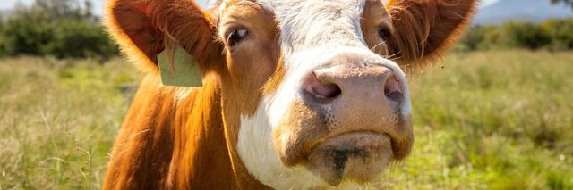 Cheap price live cattle ready for export with fast delivery and good health - Image 2