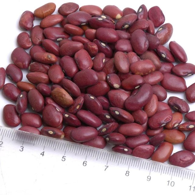 Bulk Export Supply Sorted Kidney Beans In Vacuum Packs With High Quality Processing For International Wholesale - Image 5