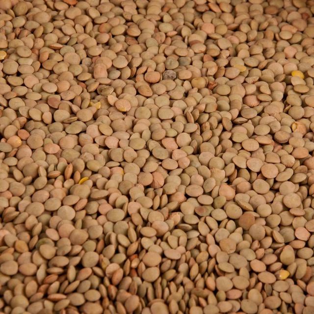 Top Quality Dried Brown lentils Bulk Wholesale Stock Fresh Crop Brown lentils Cleaned And Packed For Export - Image 3