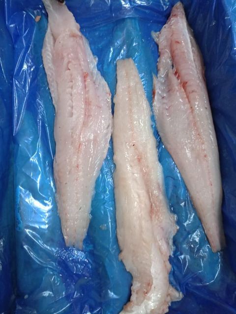 Frozen Hake Filet Merluccious Gayi Origin Ecuador Availability - Image 1
