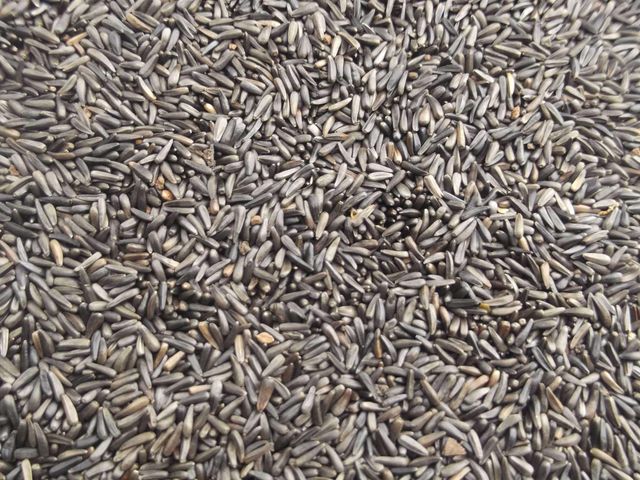 Niger Seeds Purity 98% Min Origin Ethiopia Oil Content 40% Min Moisture Content 8% Max Processing Method Machine - Image 1