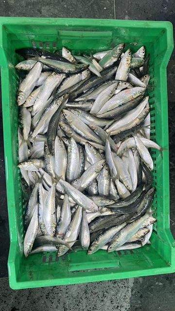 2026 New Catch Frozen Whole Round Sardine Fish Grade A IQF 10kg Carton Bulk Export Wholesale - Image 3