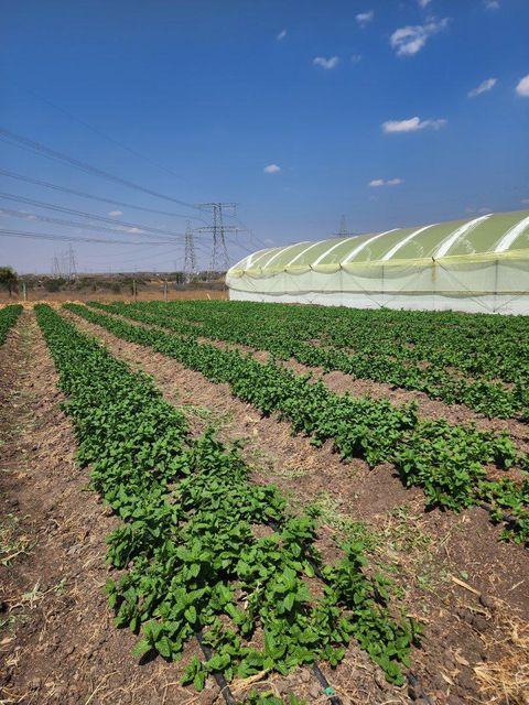 Quality Fresh Herbs. global GAP certified - Image 2