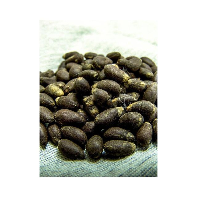 Cotton Seeds bulk supply wholesale deals fast delivery high-quality stock available - Image 4
