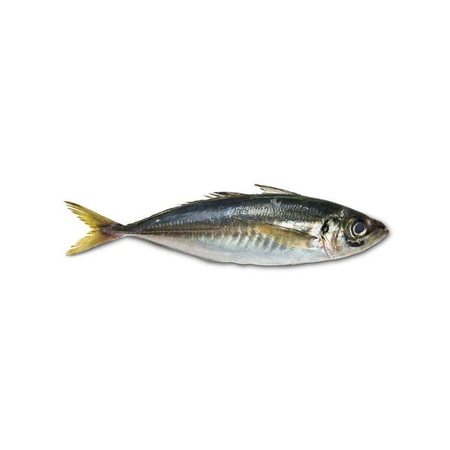 Wholesale frozen horse mackerel bulk supply premium quality available - Image 3