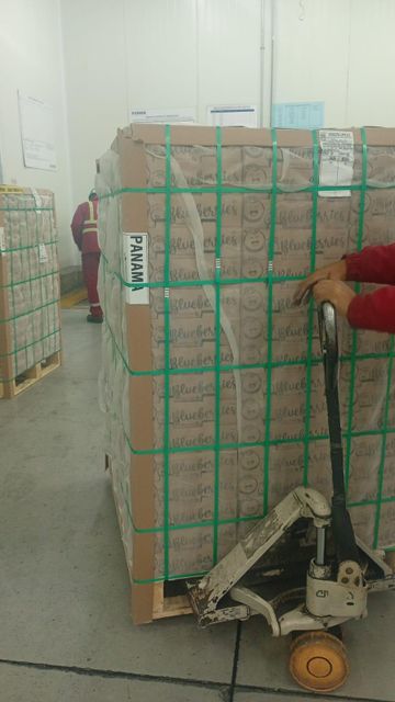 BLUEBERRIES FRESH Origin PERU Packaging 1.5 KG - Image 3