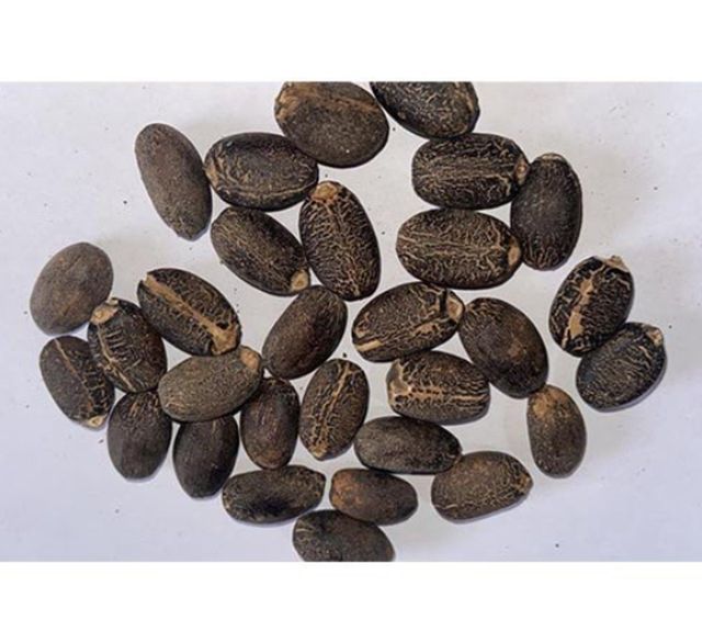 Premium Quality Jatropha Curcas Seeds – Non-Edible Oil Seeds for Biofuel & Agriculture - Image 3