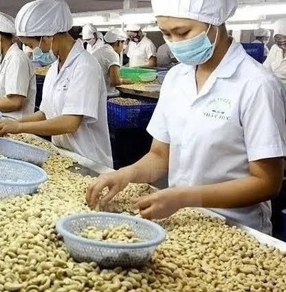 Factory-Dried Kaju Raw Cashew Nut Kernels WW240 WW320 WW450 Pistachio & Pine Nuts for Food - Image 1