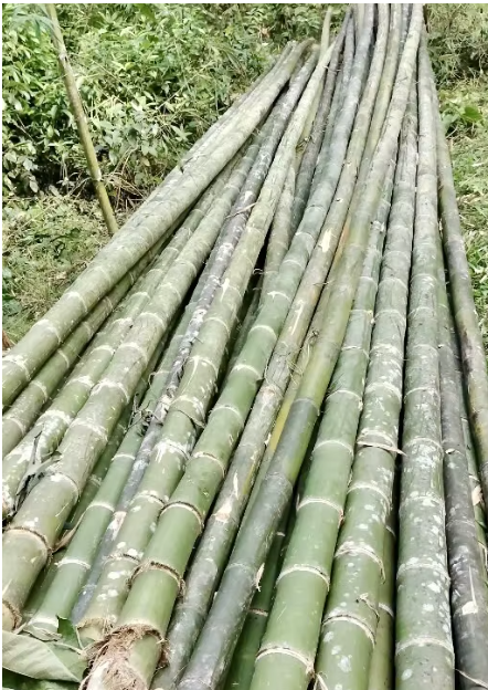 Bamboo Poles Size 2 meters to 6 meters (customizable based on buyer request) Texture Smooth outer skin, hollow internodes, tough and fibrous - Image 4