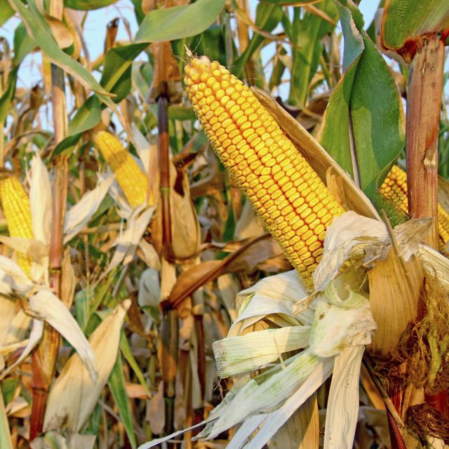 Fresh Harvest Yellow Corn With Natural Sweetness Yellow Corn Carefully Selected For Bulk Packaging And Delivery - Image 4
