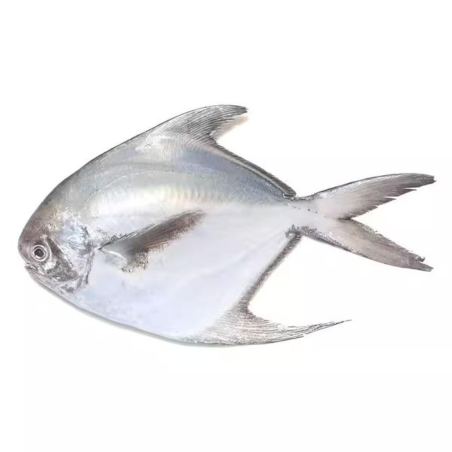 Frozen Silver Pomfret Fish Premium Frozen Seafood Stock For Food Wholesalers Hospitality Groups And Importers - Image 3