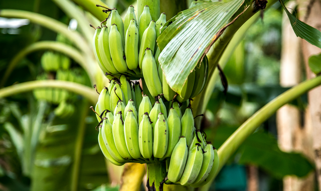 Vietnamese banana Cavendish type with Top grade Quality Natural and Fresh Bananas good selection - Image 3