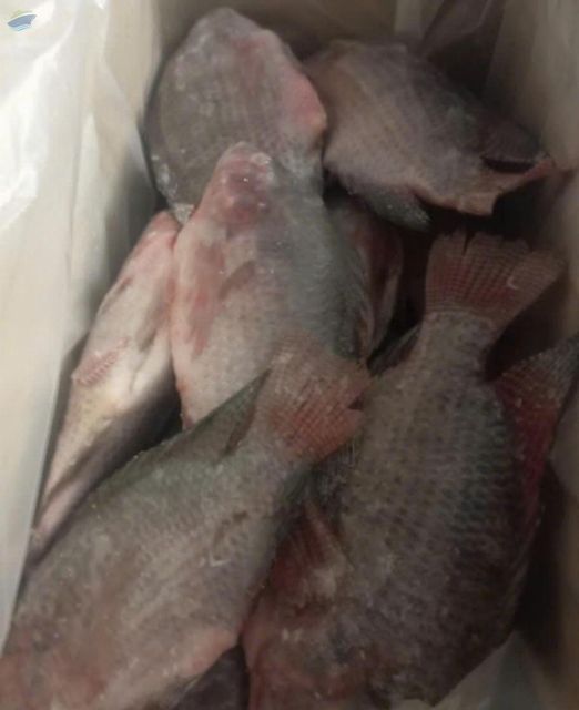 Perch - Image 1