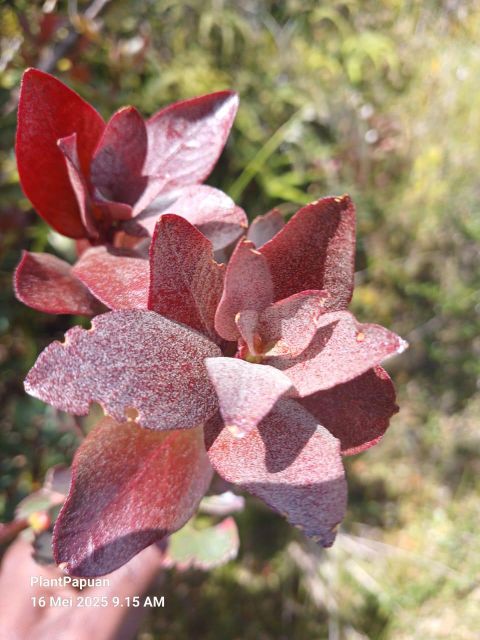 Rhododendron Brassii Sleumer - Image 3