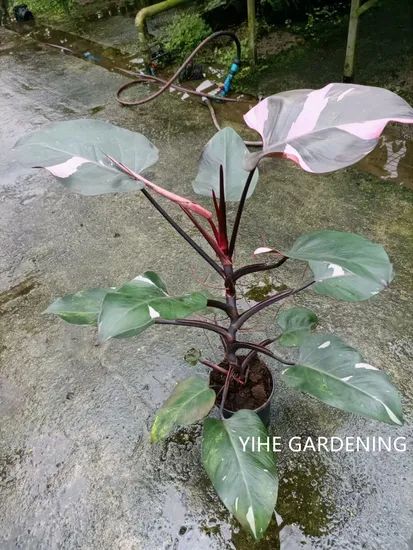 Philodendron Pink Princess Variegated Live Indoor Plants Origin China Feature Evergreen Model NO. PH50710 Properties Nature - Image 2