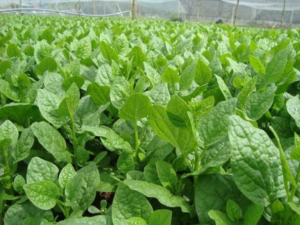 Fresh organic vegetable malabar spinach Style Fresh Color Green Type vegetables Packaging 5kg / carton Cultivation Type - Image 2