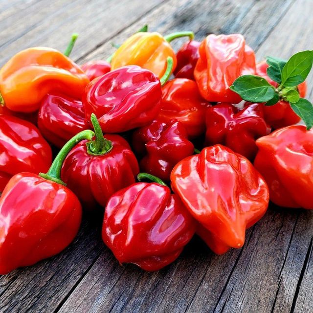 STOCK EXPORT Fresh Green Bell Peppers-Wholesale Organic Habanero with Sweet Flavor High Quality 5/10kg Carton - Image 3