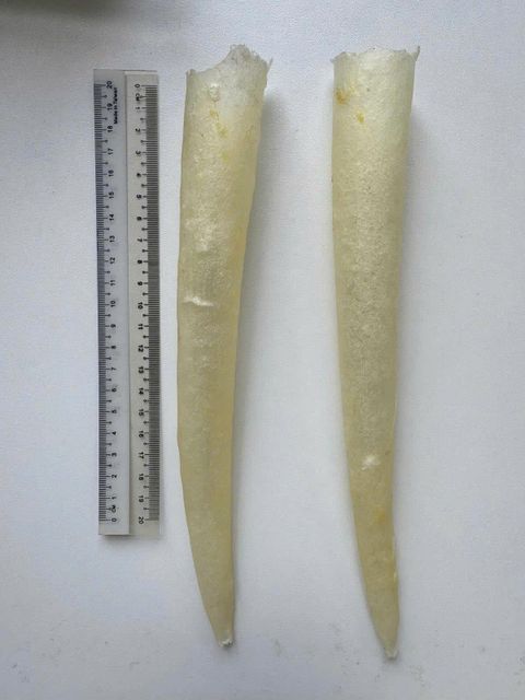 Dried Fish Maw (Pagasianodon Hypophthalmus) 100% natural - High quality fish maw, Pointed Tubular - Image 3