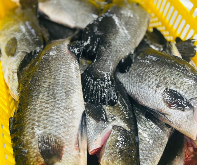 Farmed Barramundi Organic Yes Freshness Level Fresh Catch Method Aquaculture - Image 3