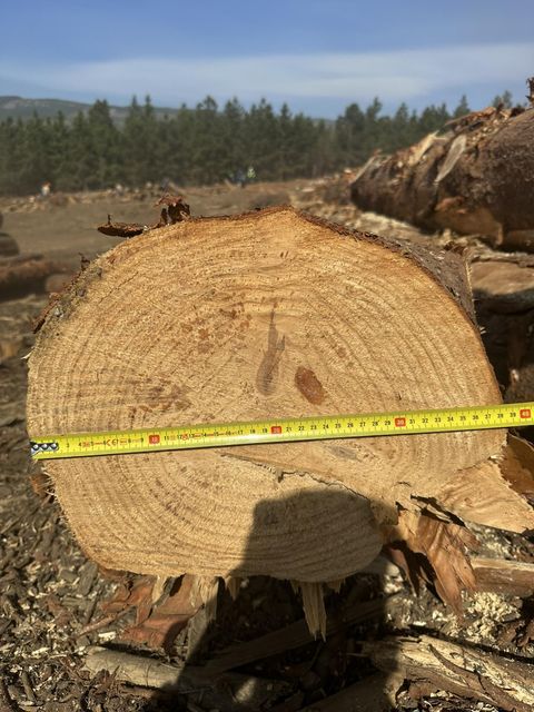 Pine Logs - Image 3