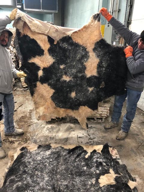 Premium Export Quality Wet Salted Donkey Hides Dry Salted Donkey Skins Wholesale Supplier Leather Goods Manufacturing - Image 5