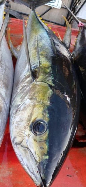 Fresh Chilled Yellowfin Tuna (Headless and Gutted) Grade Export Grade Certification BFAR, HACCP Place of Origin - Image 5