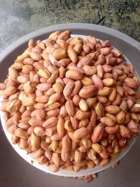 Highest Quality Organic Java Peanut Groundnut 100% Natural Wholesale Selling Bulk Supplier for Bulk Buyers - Image 4