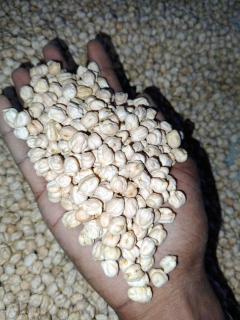 Chickpeas Kabuli Flavour Natural Admixture Max 0.5% Type Kabuli Chickpeas Max. Moisture (%) 12% Place of Origin Egypt Place Of Origin Egypt - Image 2