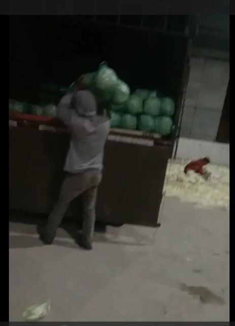 Fresh White Cabbage, 1.2 to 2 KG per head Organic Yes Origin Other Head Weight 1.2–2 Kg Freshness Level Fresh Packaging 20 Kg Mesh Bag - Image 4
