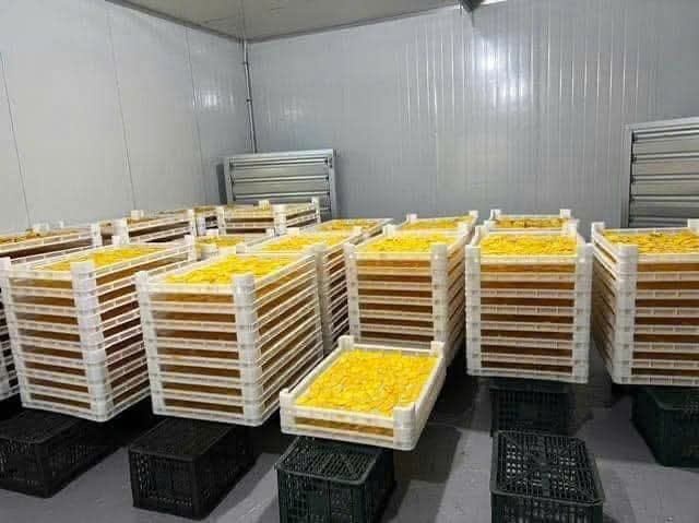 Vietnam Dried Mango – Premium Quality for Export&Wholesale – product photo 3, product detail gallery
