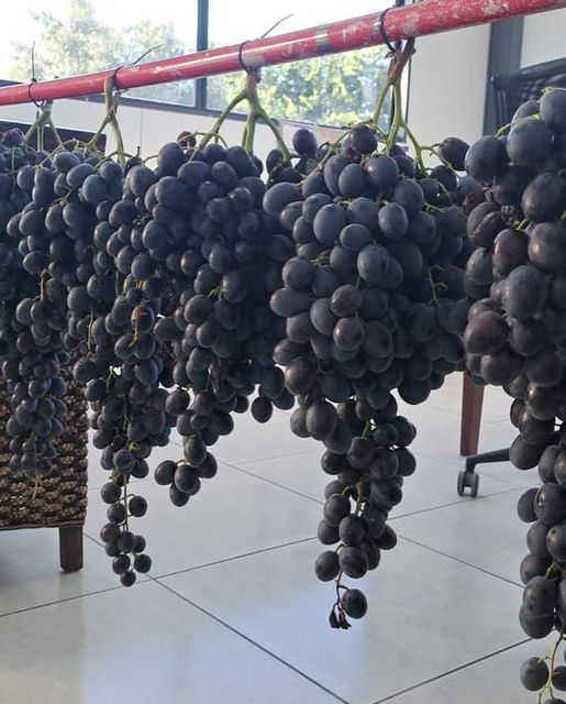 Quality Class 1 export quality Fresh Table Grapes - Image 3
