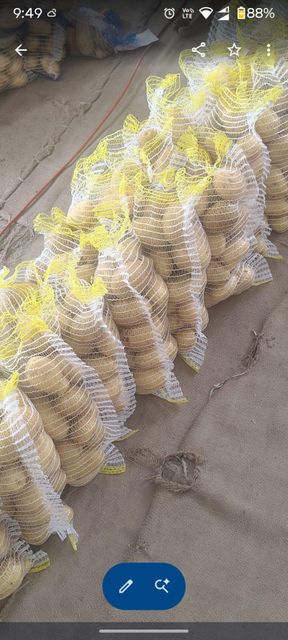 Quality fresh onion and potatoes – product photo 9, product detail gallery