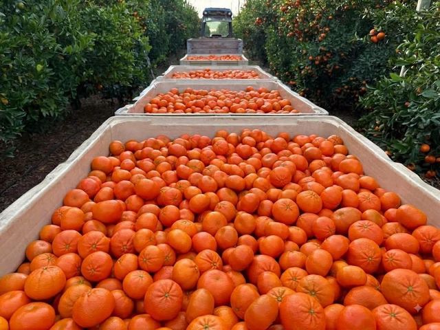 FRESH MANDARINS FOR SALE!! CLASS 1 EXPORT QUALITY FRESH MANDARINS AVAILABLE FOR EXPORT – product photo 4, product detail gallery