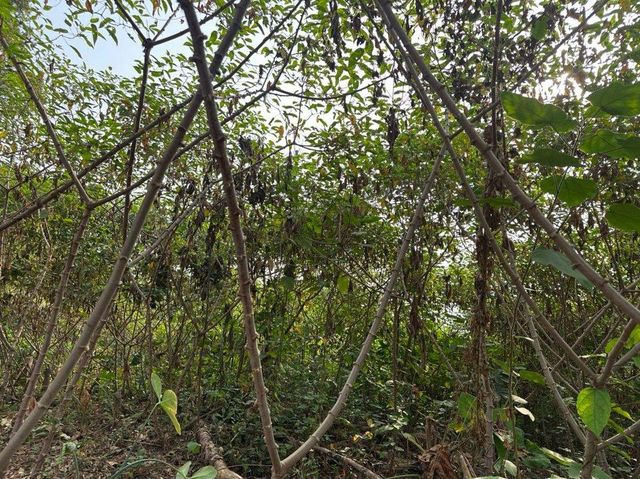 Cassava Farm - Image 3