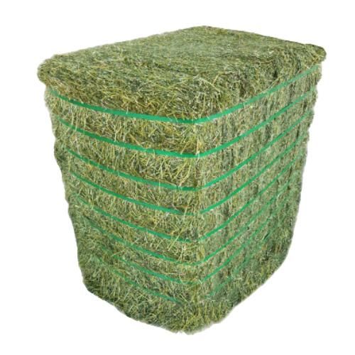 Fresh Alfalfa Hay High Grade Forage Affordable Wholesale & Bulk Supply - Image 3