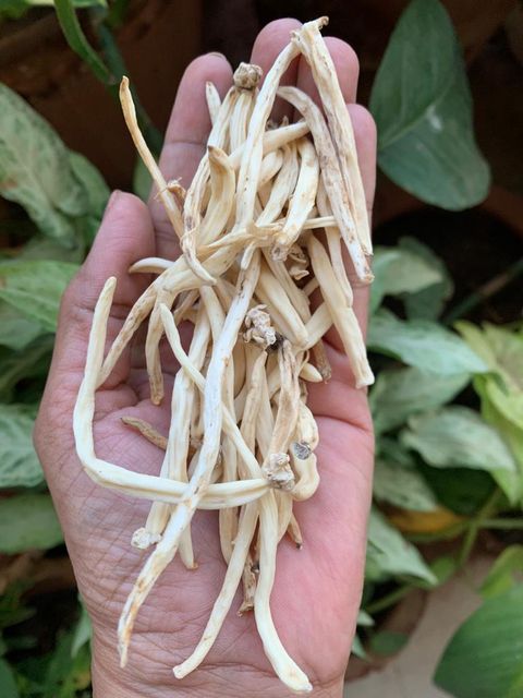Premium Safed Musli Roots (Chlorophytum Borivilianum) - 100% Natural, Sun-Dried Indian Vitality Herb for Supplements & E - Image 1