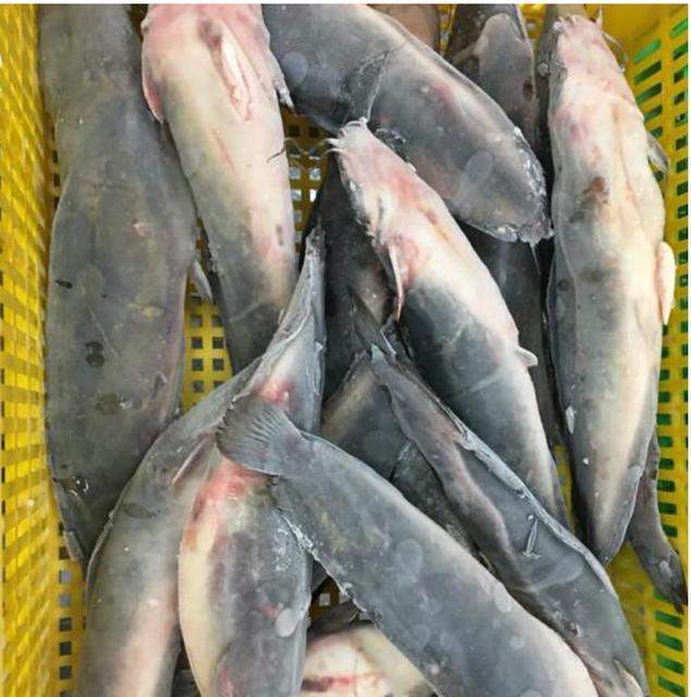 Fresh Catfish Species African Clarius Country Of Origin Tanzania Packaging Type Bulk Packaging With Ice Certifications Tbs, Ifs, Iso, Kosher, - Image 1