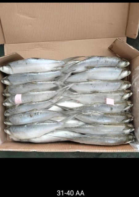 Frozen milkfish Grade Aa Glazing No Stock 2x 40" Features Fish Packing 10kg/ctn Size 200-300-500 Up Origin Asia, Indonesia - Image 1