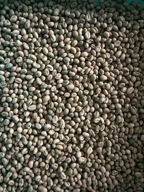 Green Coffee Beans – product photo 3, product detail gallery