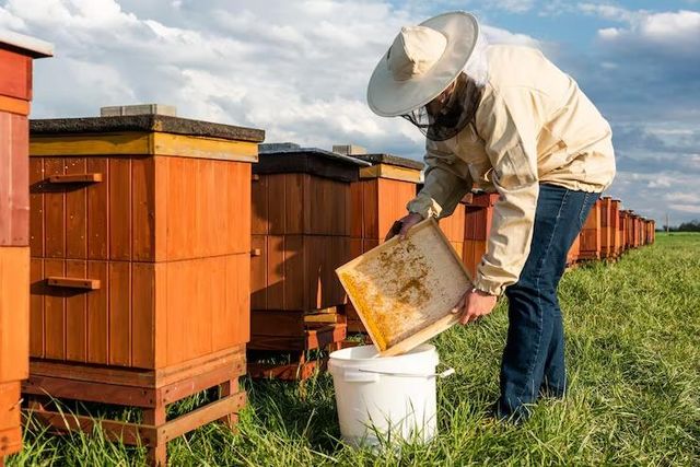 100% Pure Natural Organic Honey – Export Quality | Bulk Wholesale Supplier Color Golden / Amber Grade A Grade / Export Quality - Image 3