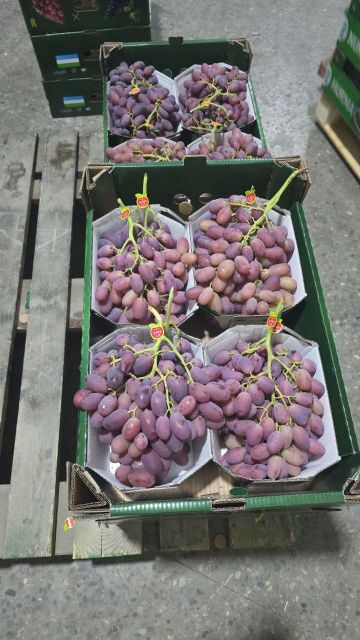 grapes fresh Type fresh Appearance Fresh Manufacturer Uzbekistan Shelf Life From Farm To Table Processing Method Freshly Picked - Image 5