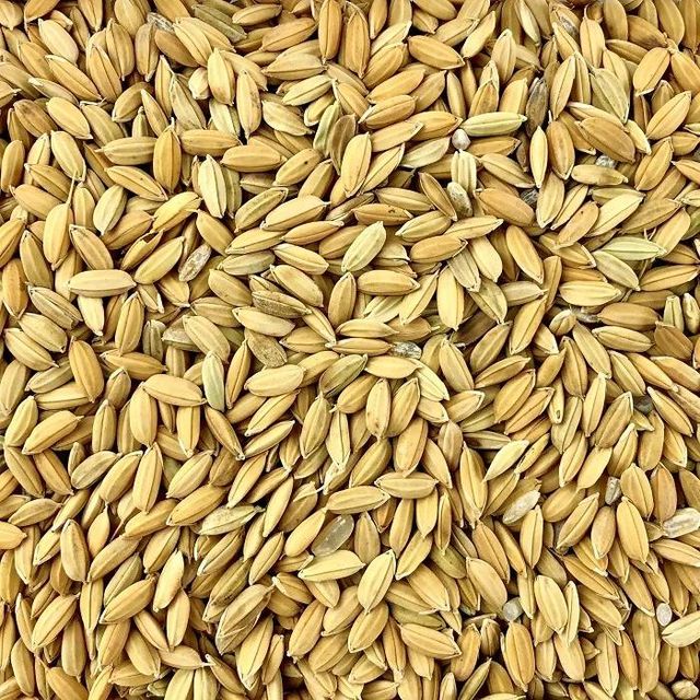 Wholesale Paddy Rice Premium Quality Bulk Supply - Image 3