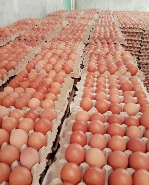 Fresh Chicken Bown Egg - Image 3