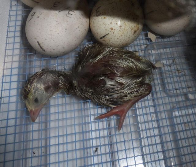 Premium Fertile Hatching Turkey Eggs High Hatch Rate Farm Fresh Carefully Selected For Healthy Poults And Reliable - Image 4