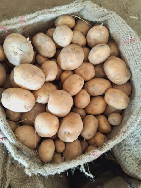 Potato 3797 - Image 3