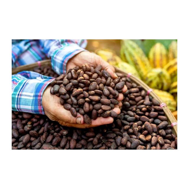 premium raw cocoa beans for chocolate making baking and cocoa powder production high quality natural cacao beans rich in antioxidants minerals and natural flavor perfect for chocolate makers bakeries and healthy recipes - Image 1